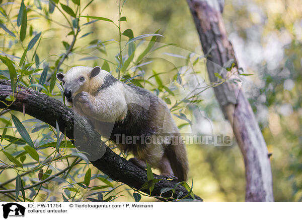 collared anteater / PW-11754
