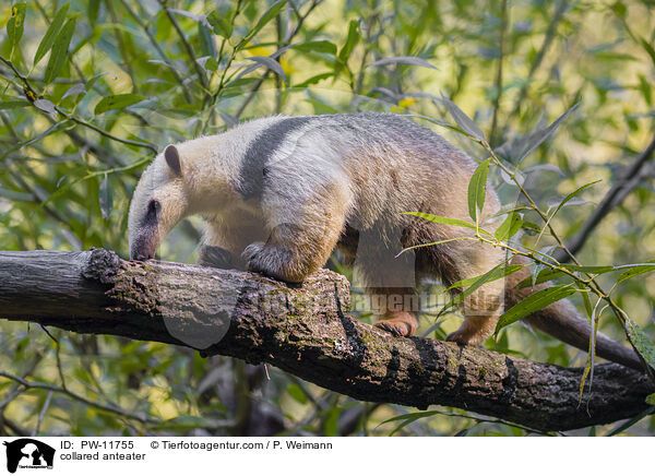 collared anteater / PW-11755