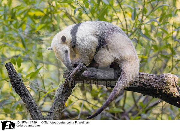 collared anteater / PW-11756