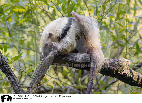 collared anteater / PW-11757