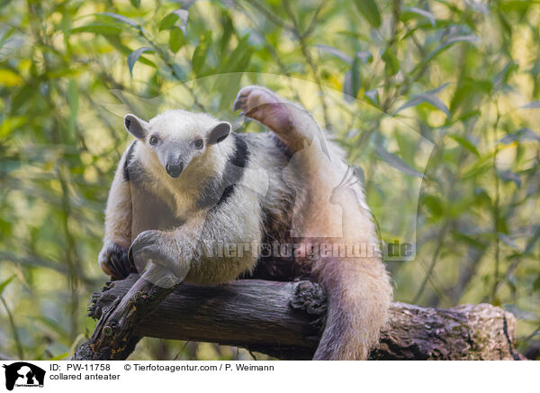 collared anteater / PW-11758