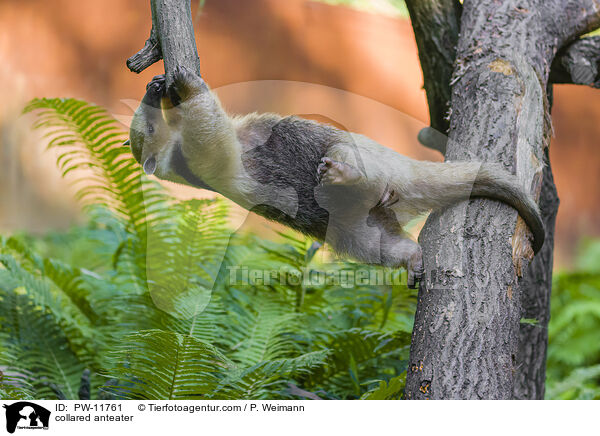 collared anteater / PW-11761