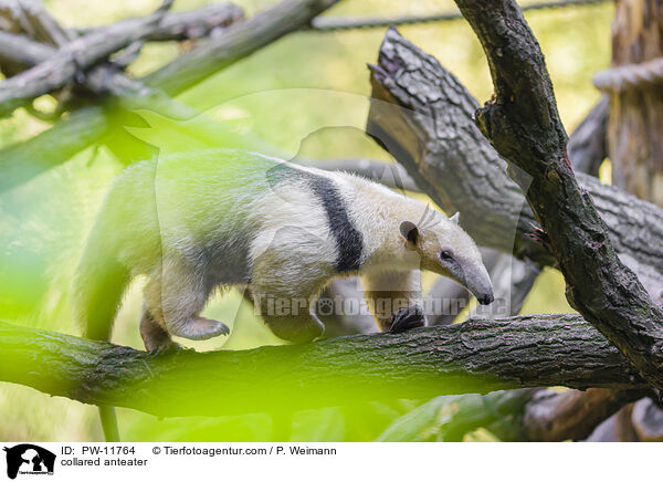 collared anteater / PW-11764