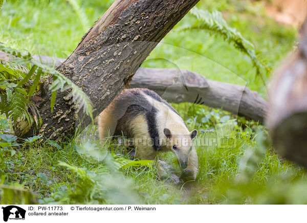 collared anteater / PW-11773
