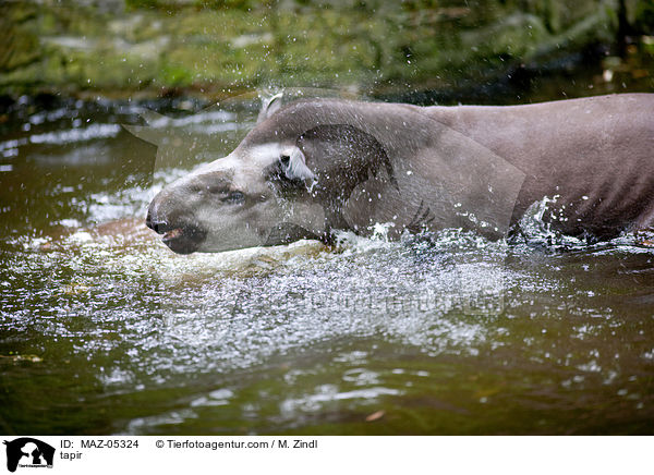 tapir / MAZ-05324