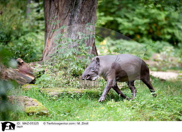 tapir / MAZ-05325