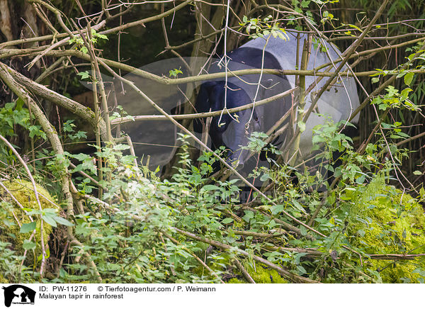Malayan tapir in rainforest / PW-11276