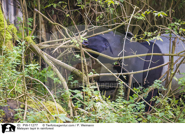 Malayan tapir in rainforest / PW-11277