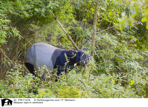Schabrackentapir im Regenwald / Malayan tapir in rainforest / PW-11278