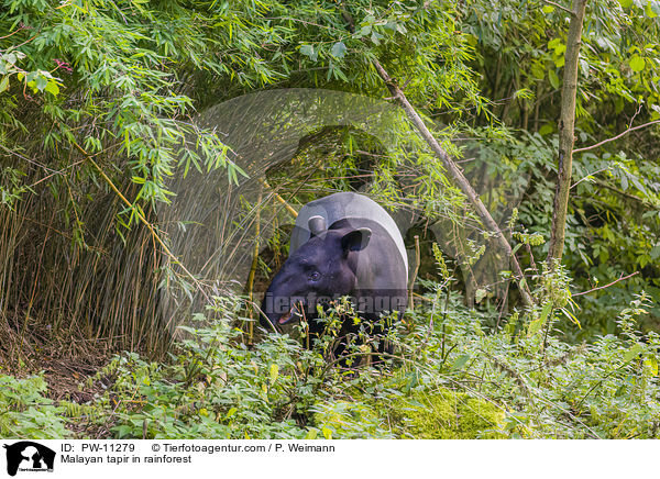 Malayan tapir in rainforest / PW-11279
