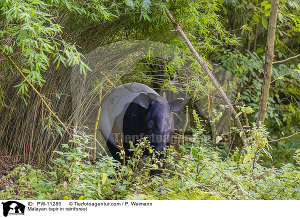 Schabrackentapir im Regenwald / Malayan tapir in rainforest / PW-11280