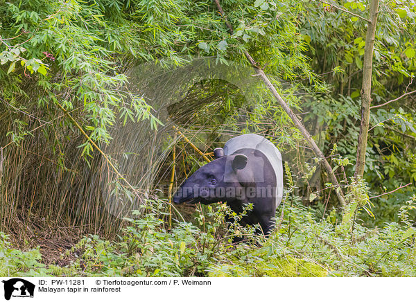 Malayan tapir in rainforest / PW-11281