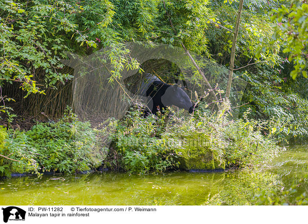 Schabrackentapir im Regenwald / Malayan tapir in rainforest / PW-11282