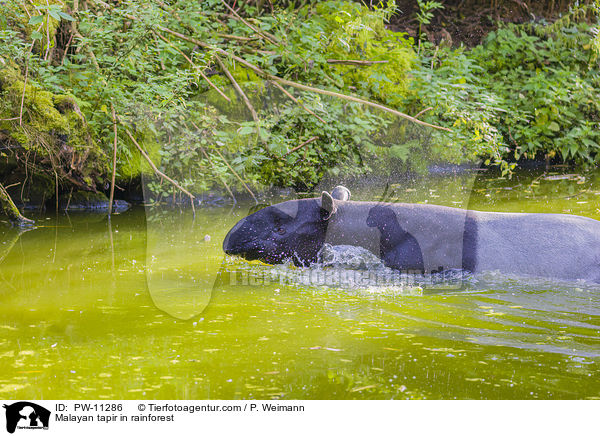 Schabrackentapir im Regenwald / Malayan tapir in rainforest / PW-11286