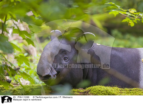 Malayan tapir in rainforest / PW-11289