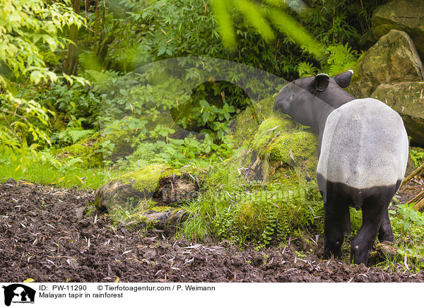 Malayan tapir in rainforest / PW-11290