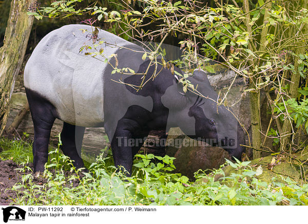Schabrackentapir im Regenwald / Malayan tapir in rainforest / PW-11292