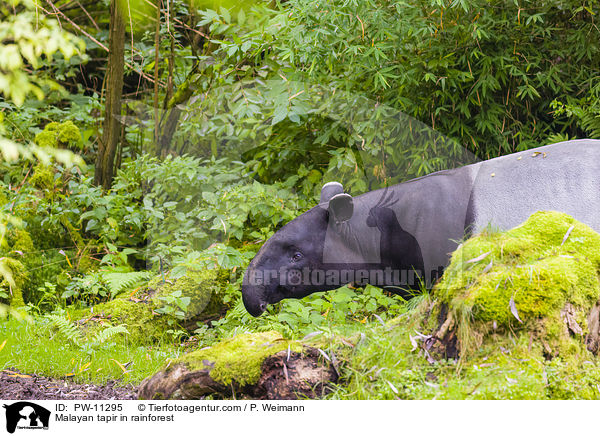 Schabrackentapir im Regenwald / Malayan tapir in rainforest / PW-11295