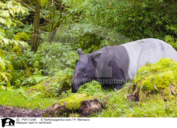 Schabrackentapir im Regenwald / Malayan tapir in rainforest / PW-11296