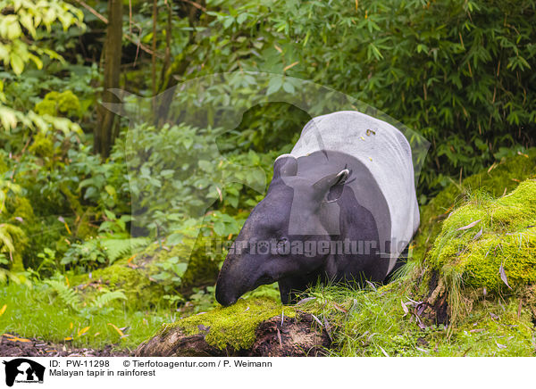 Schabrackentapir im Regenwald / Malayan tapir in rainforest / PW-11298