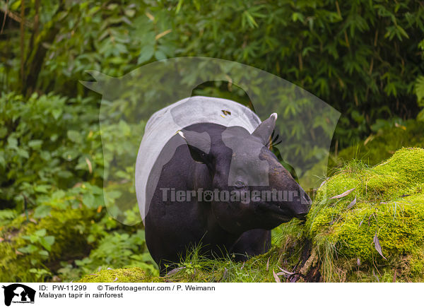 Schabrackentapir im Regenwald / Malayan tapir in rainforest / PW-11299