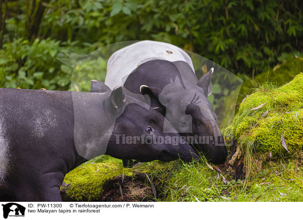 zwei Schabrackentapire im Regenwald / two Malayan tapirs in rainforest / PW-11300