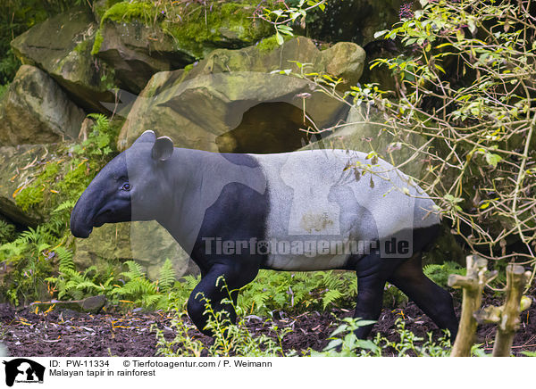 Schabrackentapir im Regenwald / Malayan tapir in rainforest / PW-11334