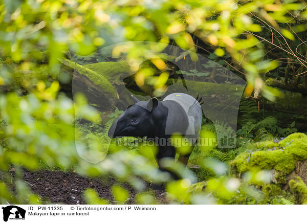 Malayan tapir in rainforest / PW-11335