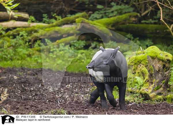 Malayan tapir in rainforest / PW-11346