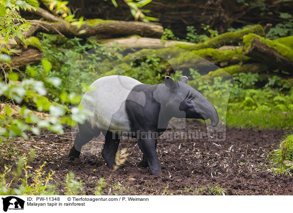 Malayan tapir in rainforest / PW-11348