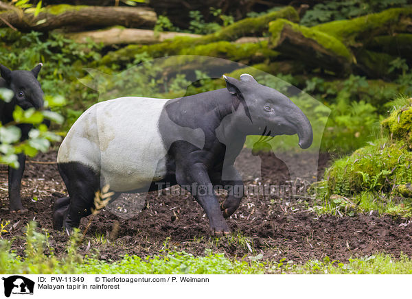 Schabrackentapir im Regenwald / Malayan tapir in rainforest / PW-11349