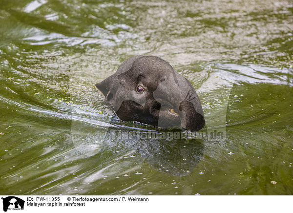 Malayan tapir in rainforest / PW-11355