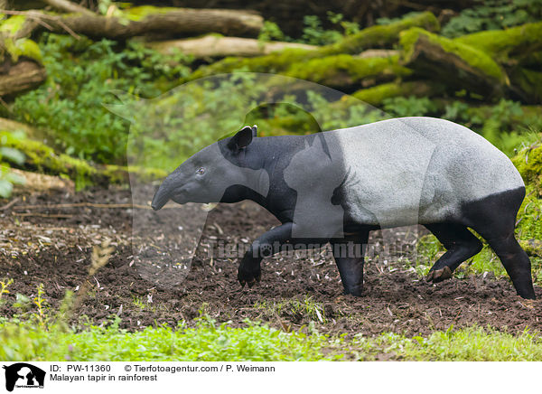 Malayan tapir in rainforest / PW-11360