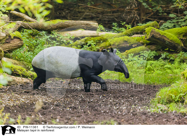 Malayan tapir in rainforest / PW-11361
