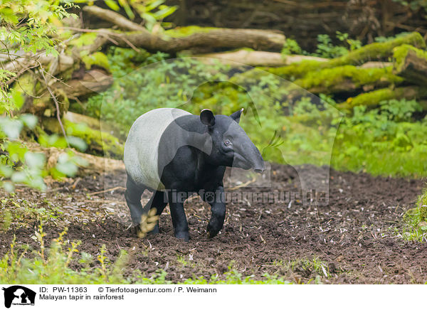 Malayan tapir in rainforest / PW-11363