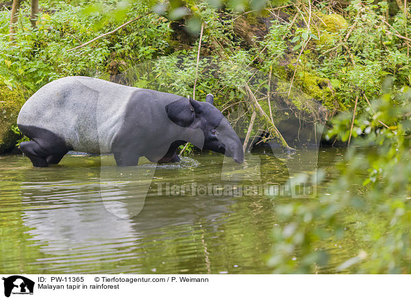 Malayan tapir in rainforest / PW-11365