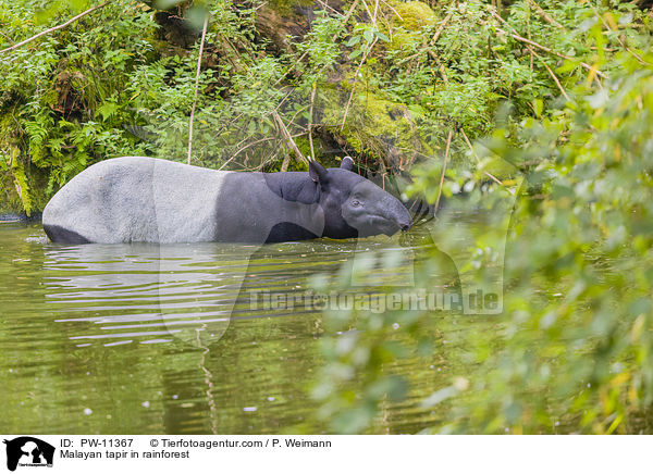 Malayan tapir in rainforest / PW-11367