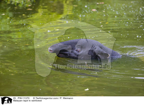 Schabrackentapir im Regenwald / Malayan tapir in rainforest / PW-11370