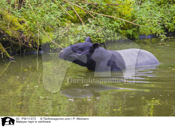 Malayan tapir in rainforest / PW-11373
