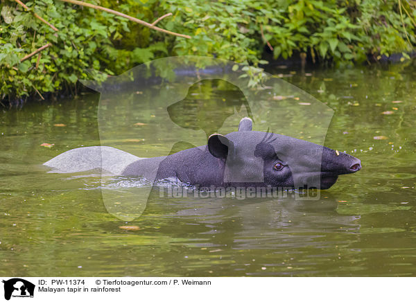 Schabrackentapir im Regenwald / Malayan tapir in rainforest / PW-11374