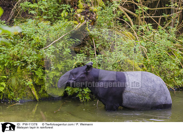 Schabrackentapir im Regenwald / Malayan tapir in rainforest / PW-11378