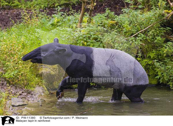 Malayan tapir in rainforest / PW-11380
