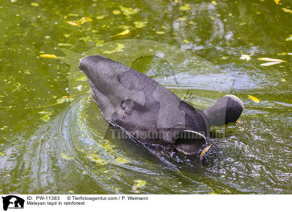Malayan tapir in rainforest / PW-11383