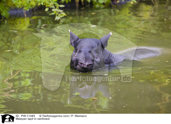 Malayan tapir in rainforest / PW-11385