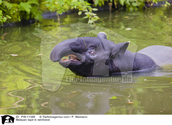 Schabrackentapir im Regenwald / Malayan tapir in rainforest / PW-11386