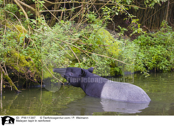 Schabrackentapir im Regenwald / Malayan tapir in rainforest / PW-11387