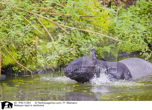 Malayan tapir in rainforest / PW-11391
