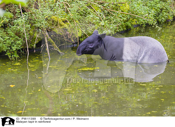 Schabrackentapir im Regenwald / Malayan tapir in rainforest / PW-11399