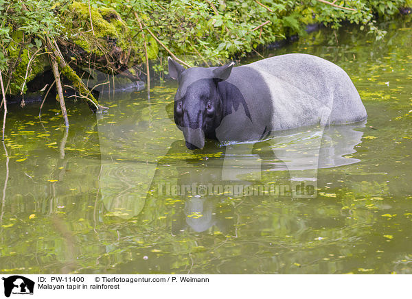 Schabrackentapir im Regenwald / Malayan tapir in rainforest / PW-11400