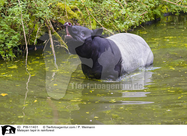 Malayan tapir in rainforest / PW-11401